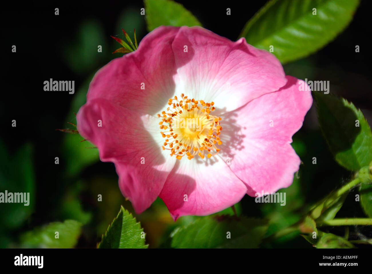 Rosa Beautiful Britain High Resolution Stock Photography and Images - Alamy