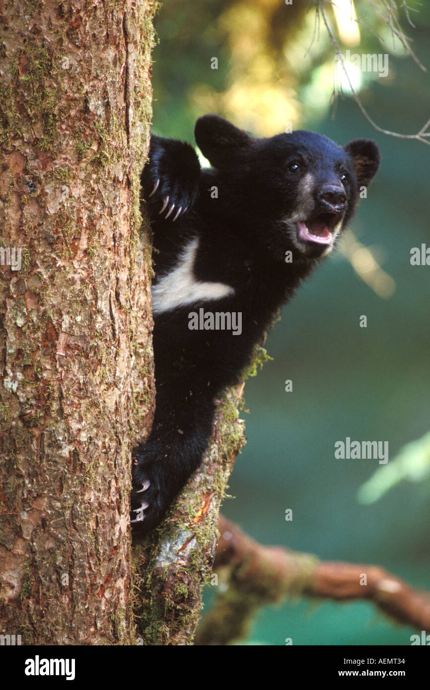 black bear Ursus americanus cub in tree calling its mother Anan Creek