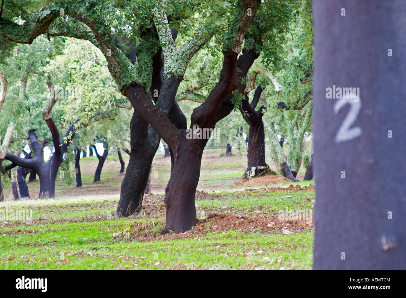 Cork oak tree forest. Quinta do Carmo, Estremoz, Alentejo, Portugal