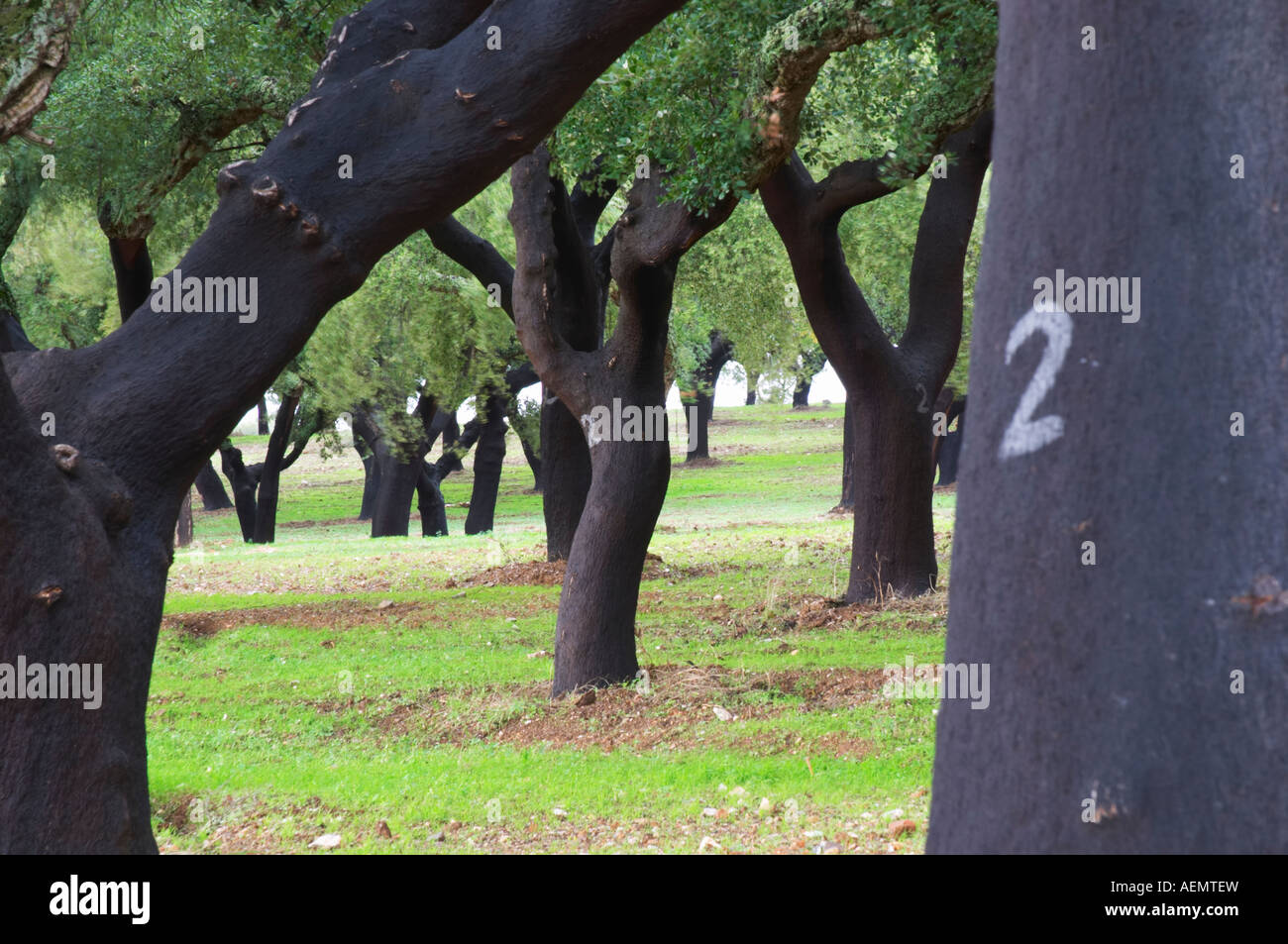 Cork oak tree forest. Quinta do Carmo, Estremoz, Alentejo, Portugal