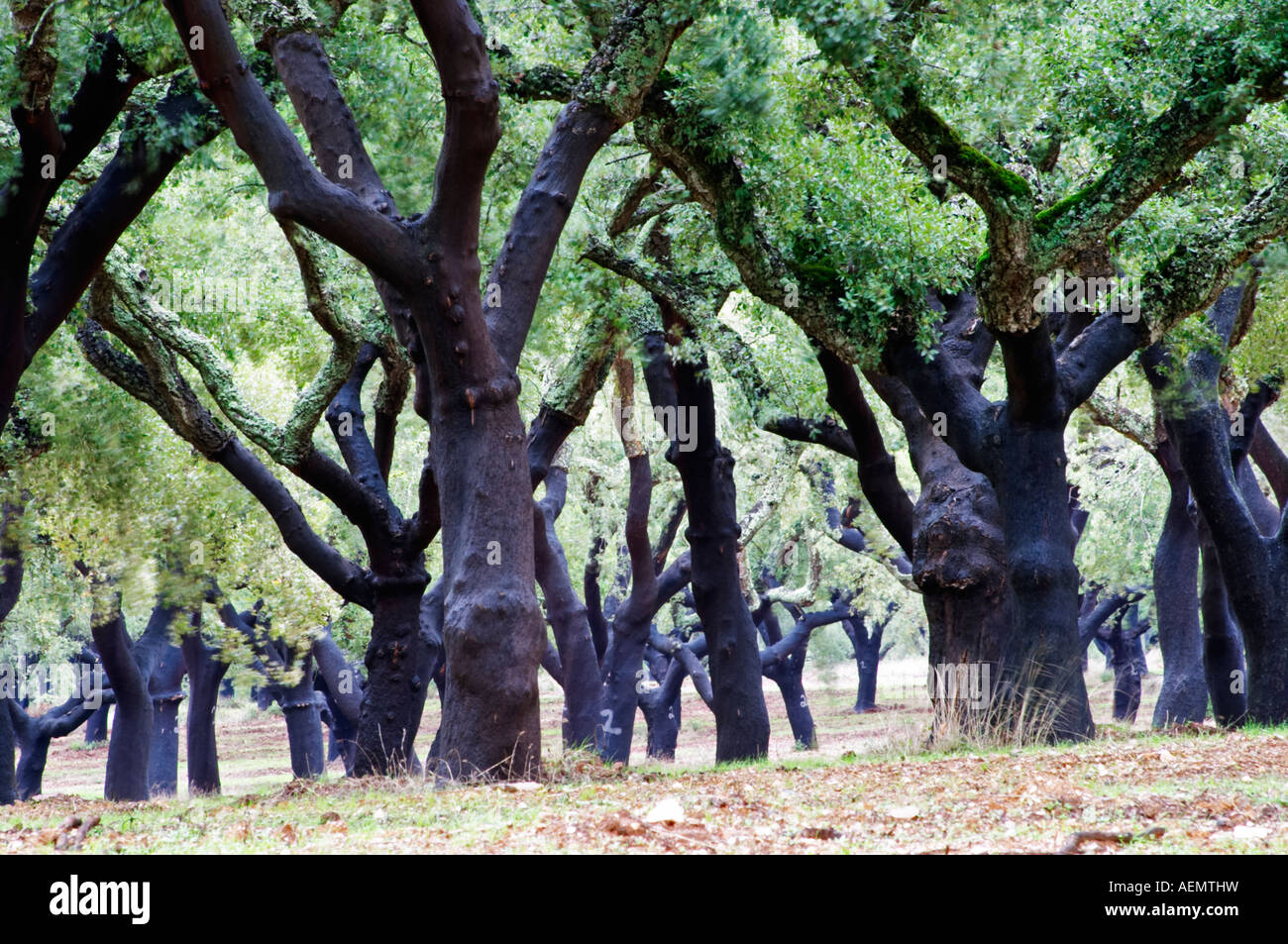 Cork oak tree forest. Quinta do Carmo, Estremoz, Alentejo, Portugal