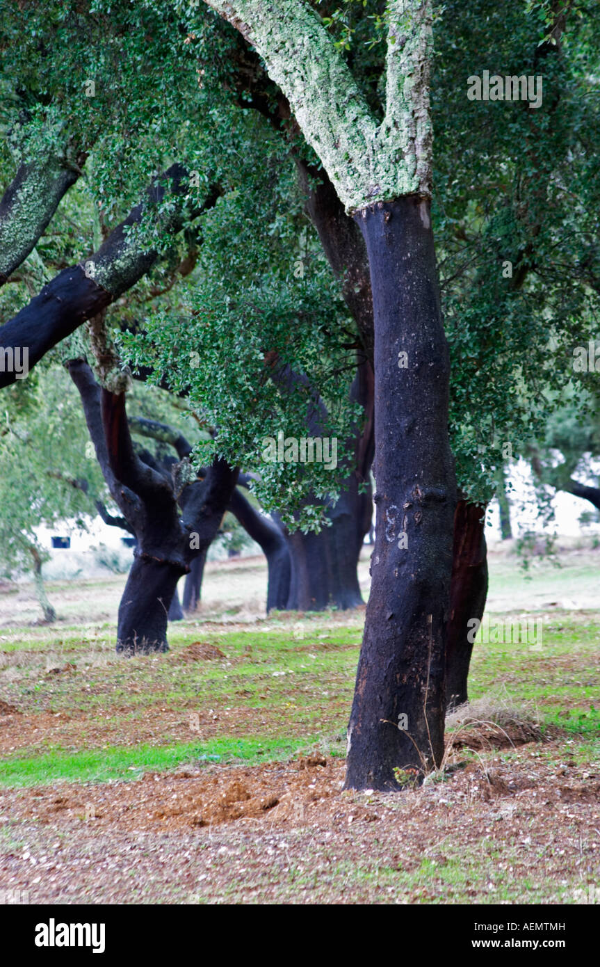 Estremoz cork hires stock photography and images Alamy