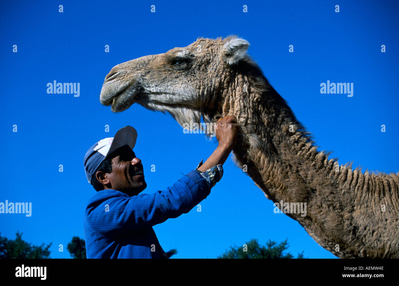 farmworker hold a dromedarys neck nearby the city of agadir morocco africa Stock Photo