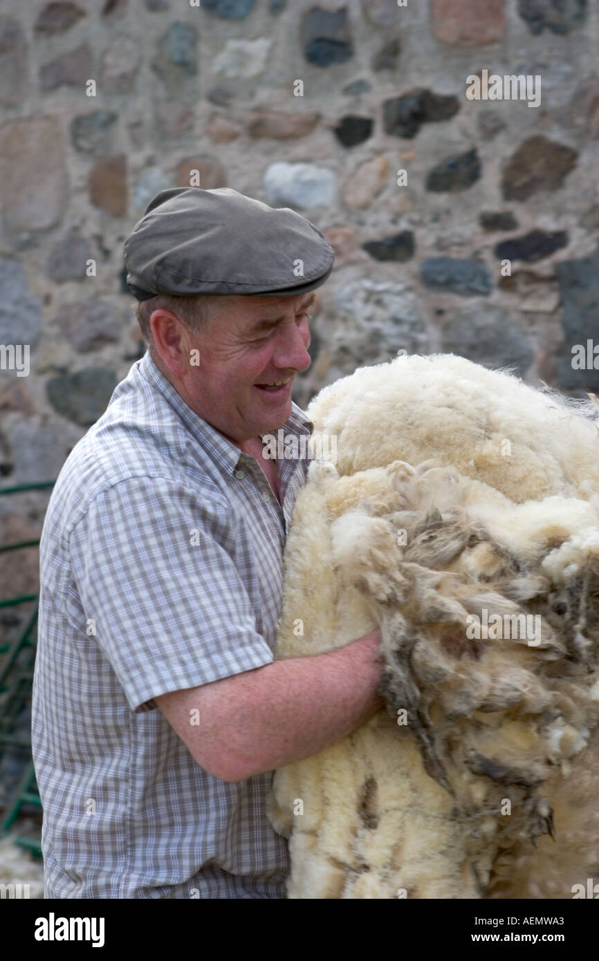 Shearing Sheep. A scottish Sheep farmer holding sheep Fleece, Bridge of Don, Cairngorms National