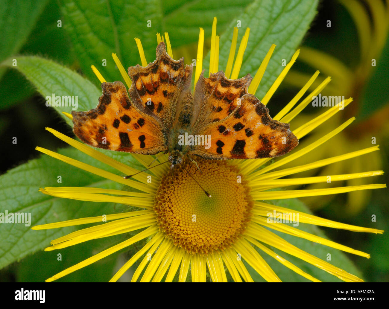 The comma hi-res stock photography and images - Alamy