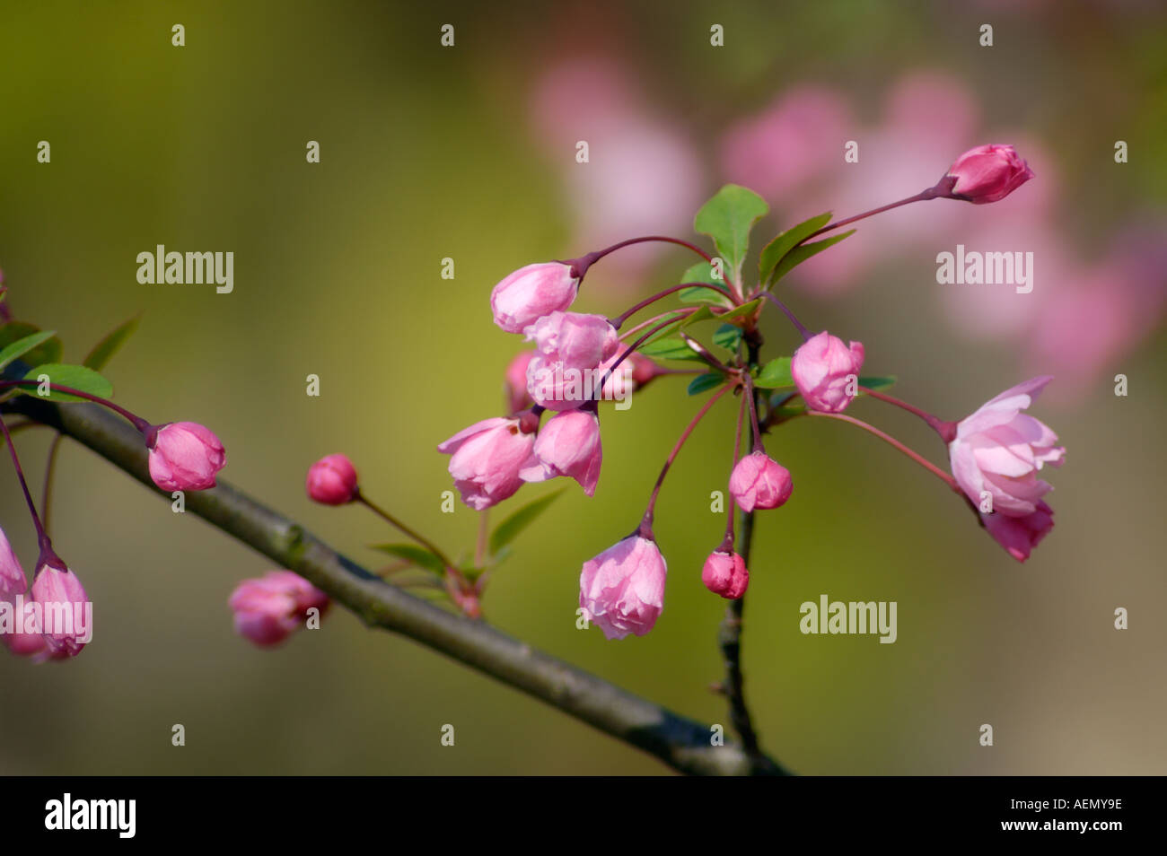 Crab Apple in Bloom Stock Photo Alamy