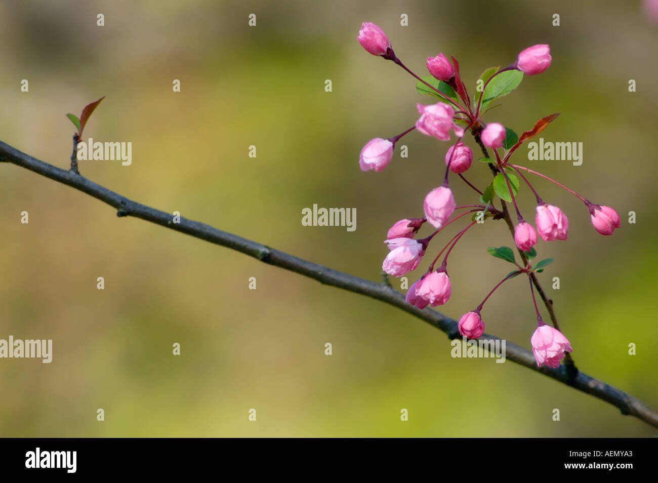 Crab Apple in Bloom Stock Photo Alamy