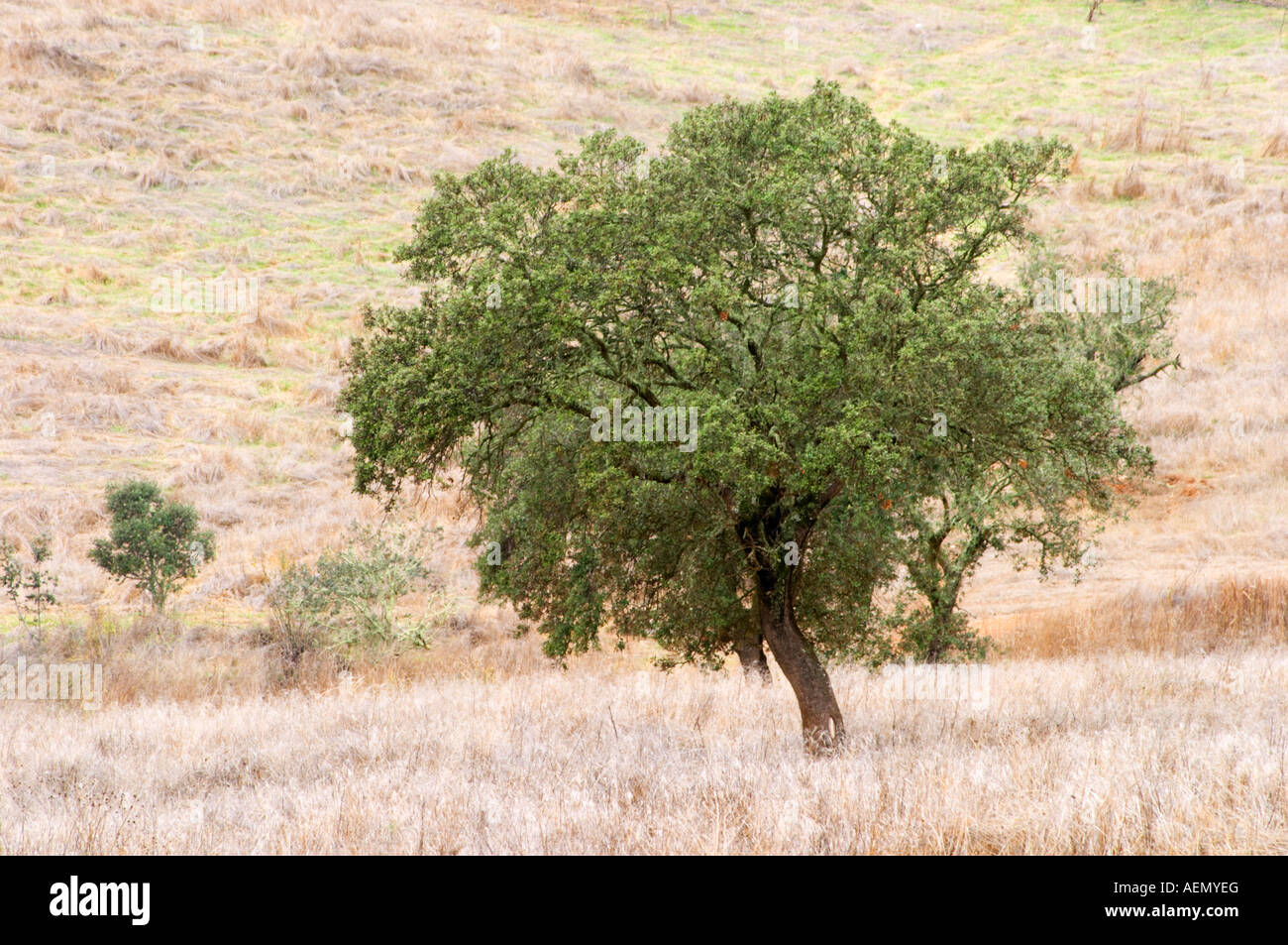 Oak trees in a field. Henrque HM Uva, Herdade da Mingorra, Alentejo, Portugal Stock Photo