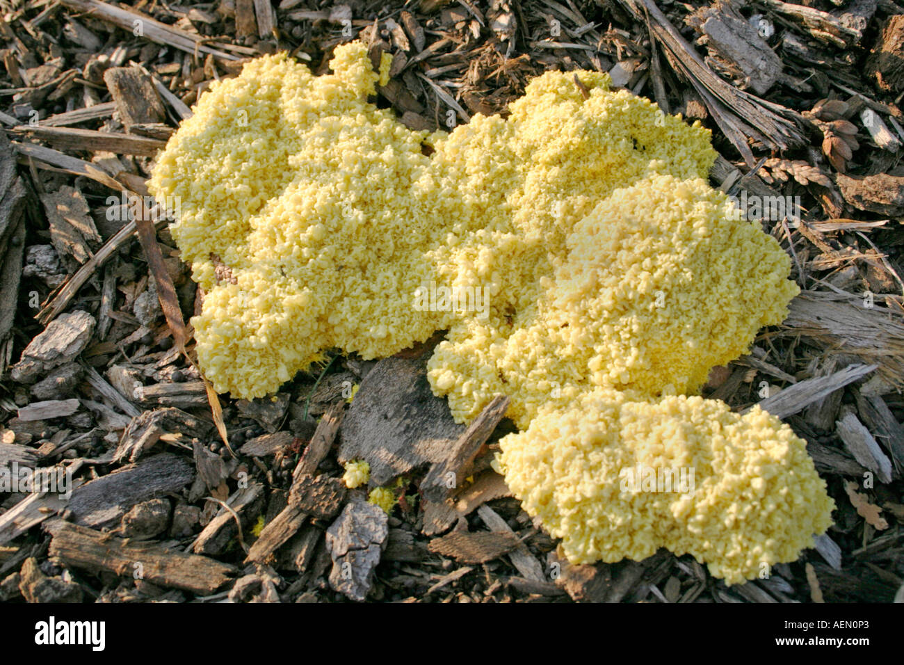 Slime mold (Fuligo septica) Stock Photo