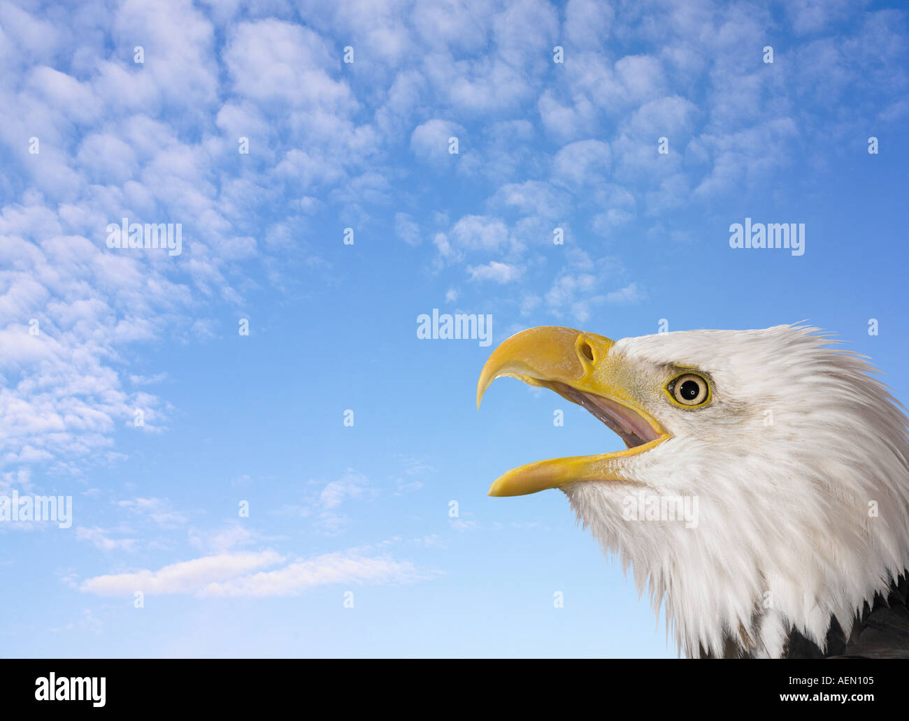 Bald Eagle calling Stock Photo