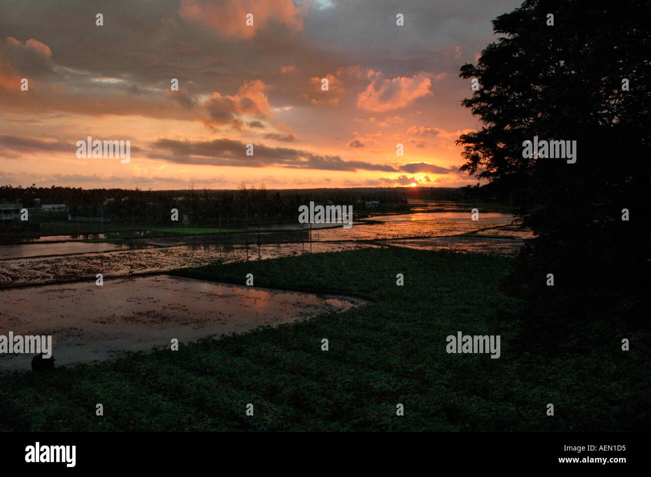 Rice fields of tamil nadu hi-res stock photography and images - Alamy