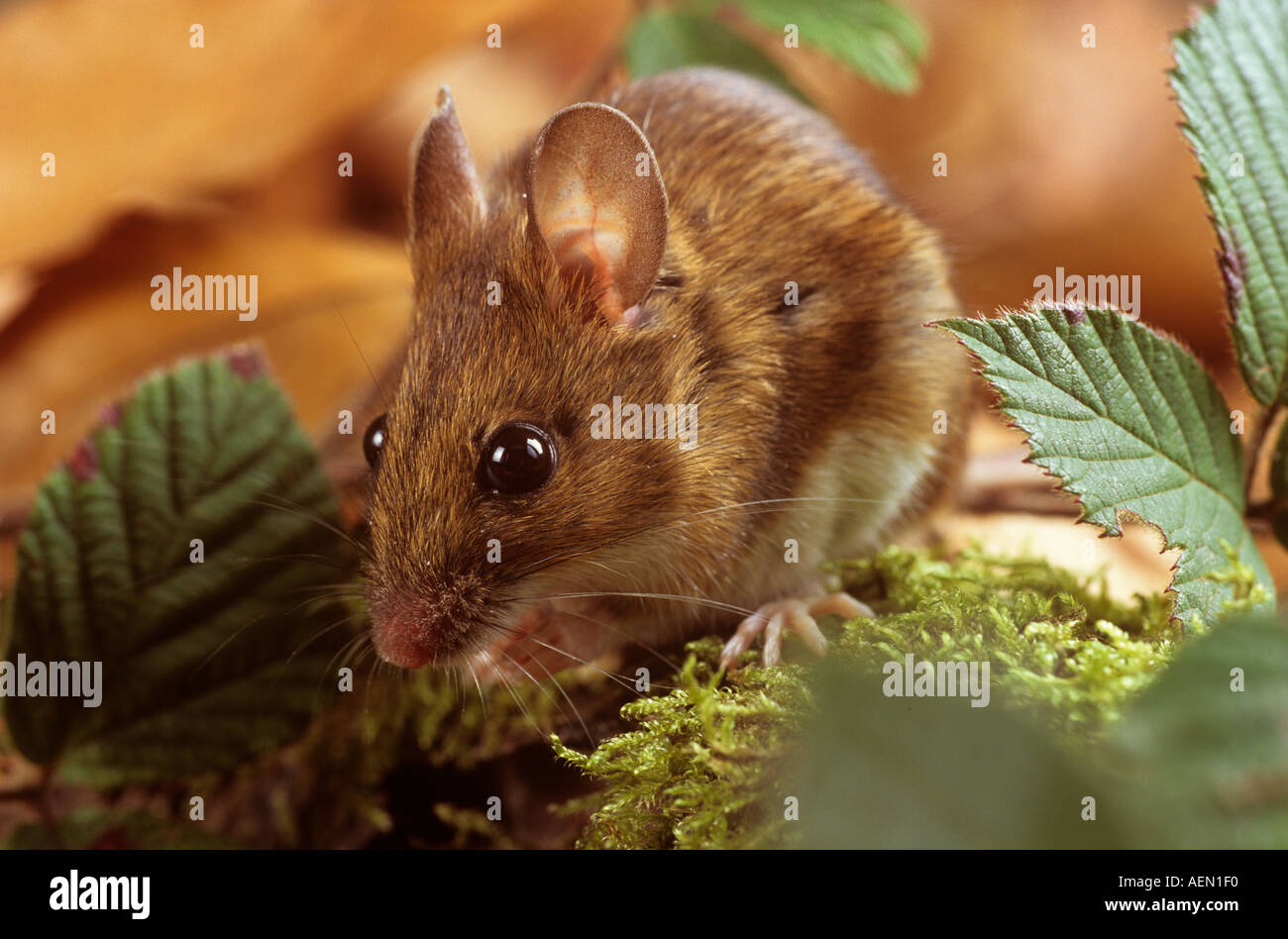 Wood Mouse Stock Photo