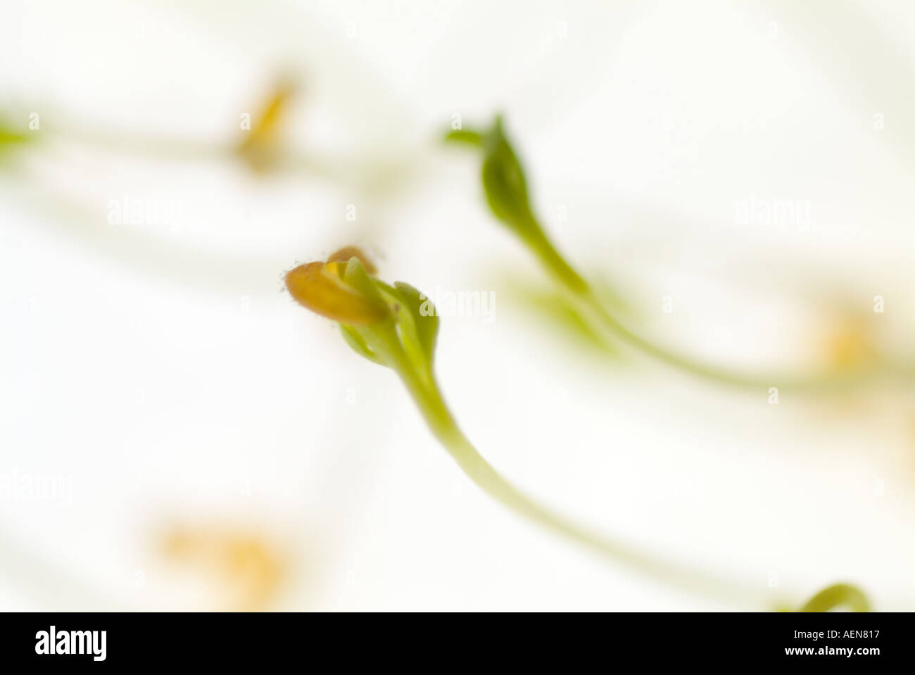 cress seed growing in petra dish science biology green sprout leaf salad Stock Photo