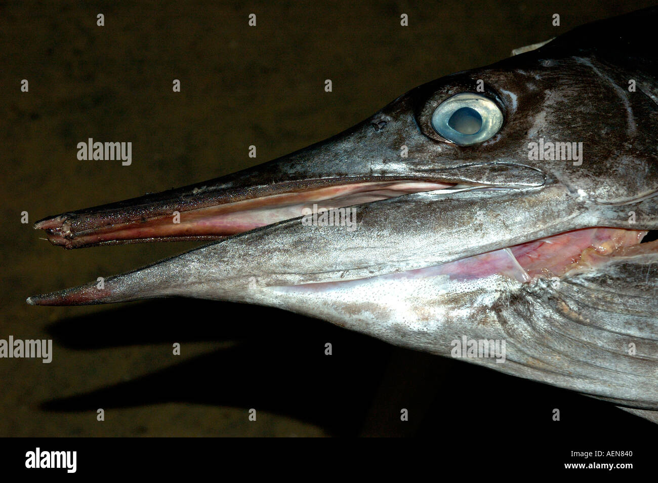 Fresh fish Marlin for sale at restaurant on Kovalam beach near