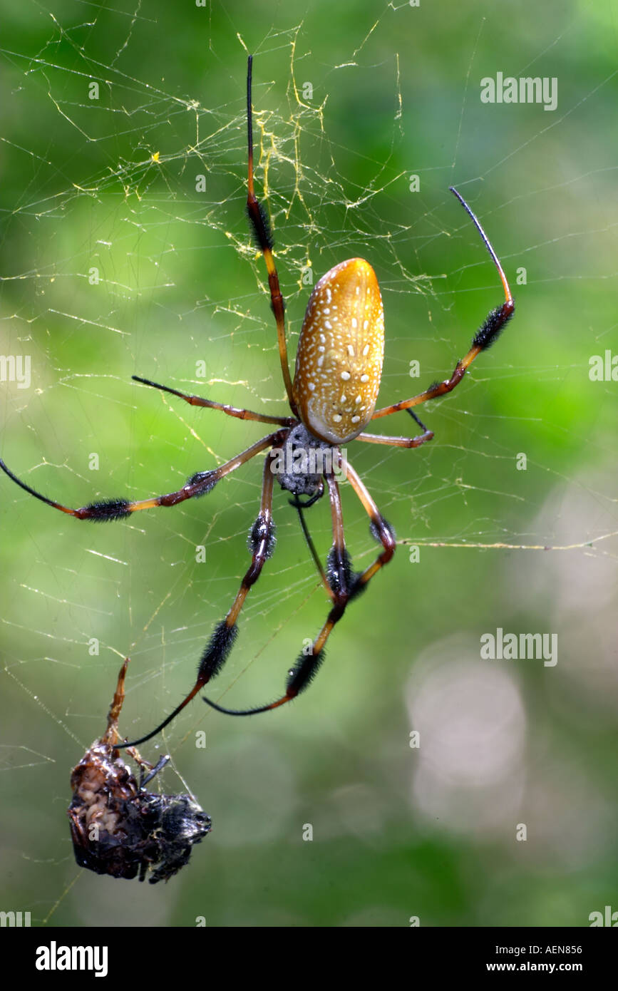 Golden Silk Spider Stock Photo Alamy