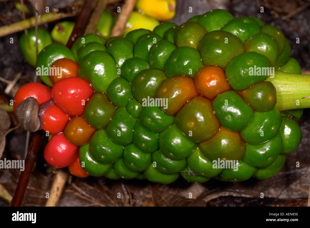 Green Dragon berries Stock Photo