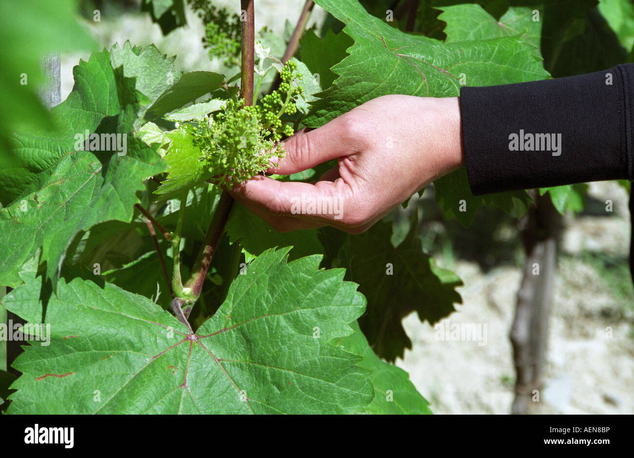 Grape flowers and buds. Refosco in flower at Wine Cellar Santomas. Smarje, Koper, wine region of