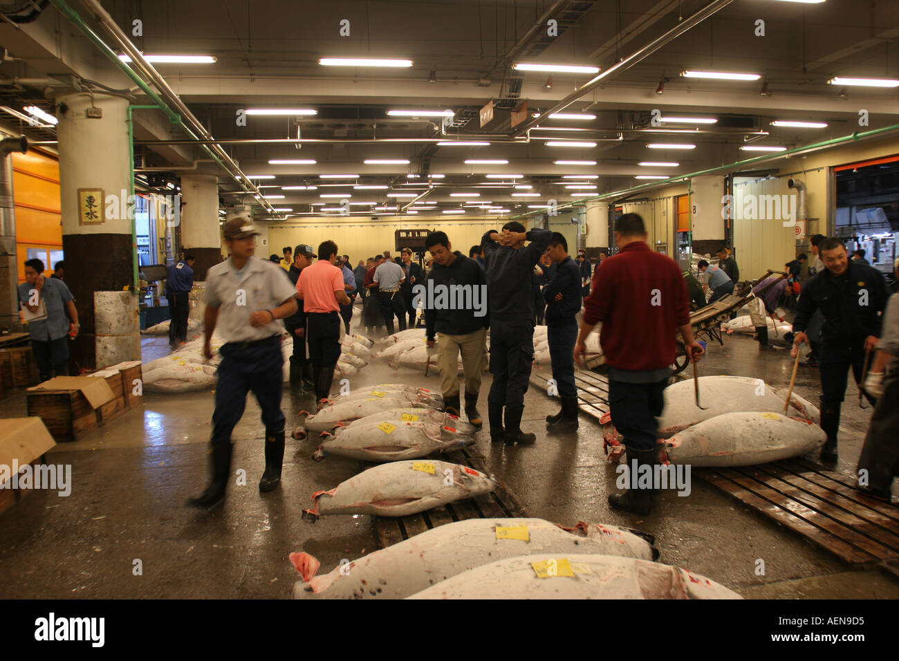 Tsukiji Fish Market Tuna Auction Tokyo Japan Stock Photo - Alamy