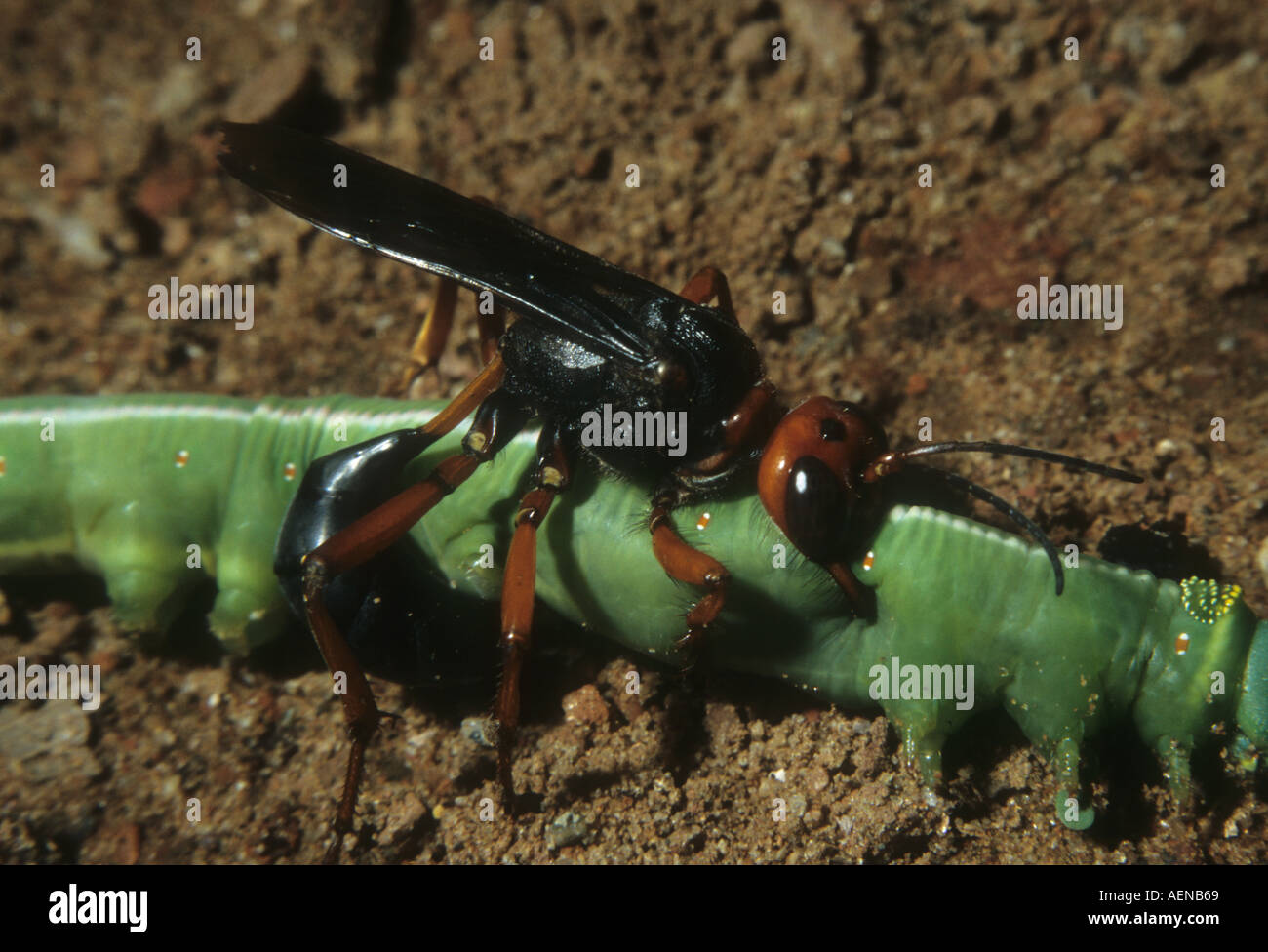WASP WITH CATTERPILLAR PREY Stock Photo