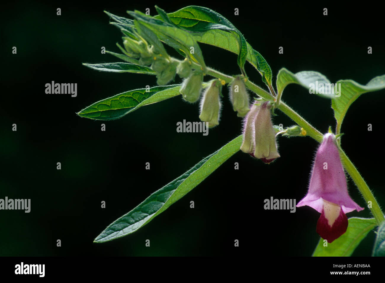 sesame (Sesamum indicum) flower Stock Photo