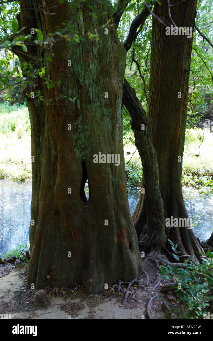 Bald cypress on the Little Maumelle River, Arkansas, August 2007. Stock Photo