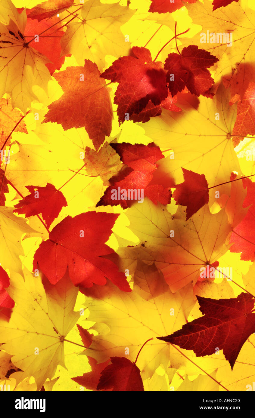 Backlit Leaves Stock Photo