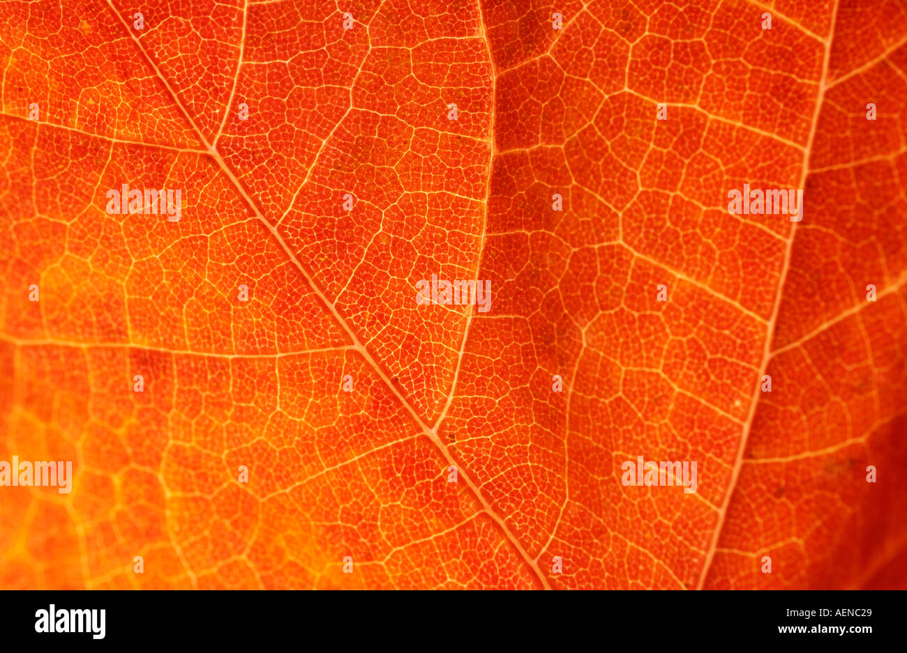 Closeup of Orange Leaf Stock Photo