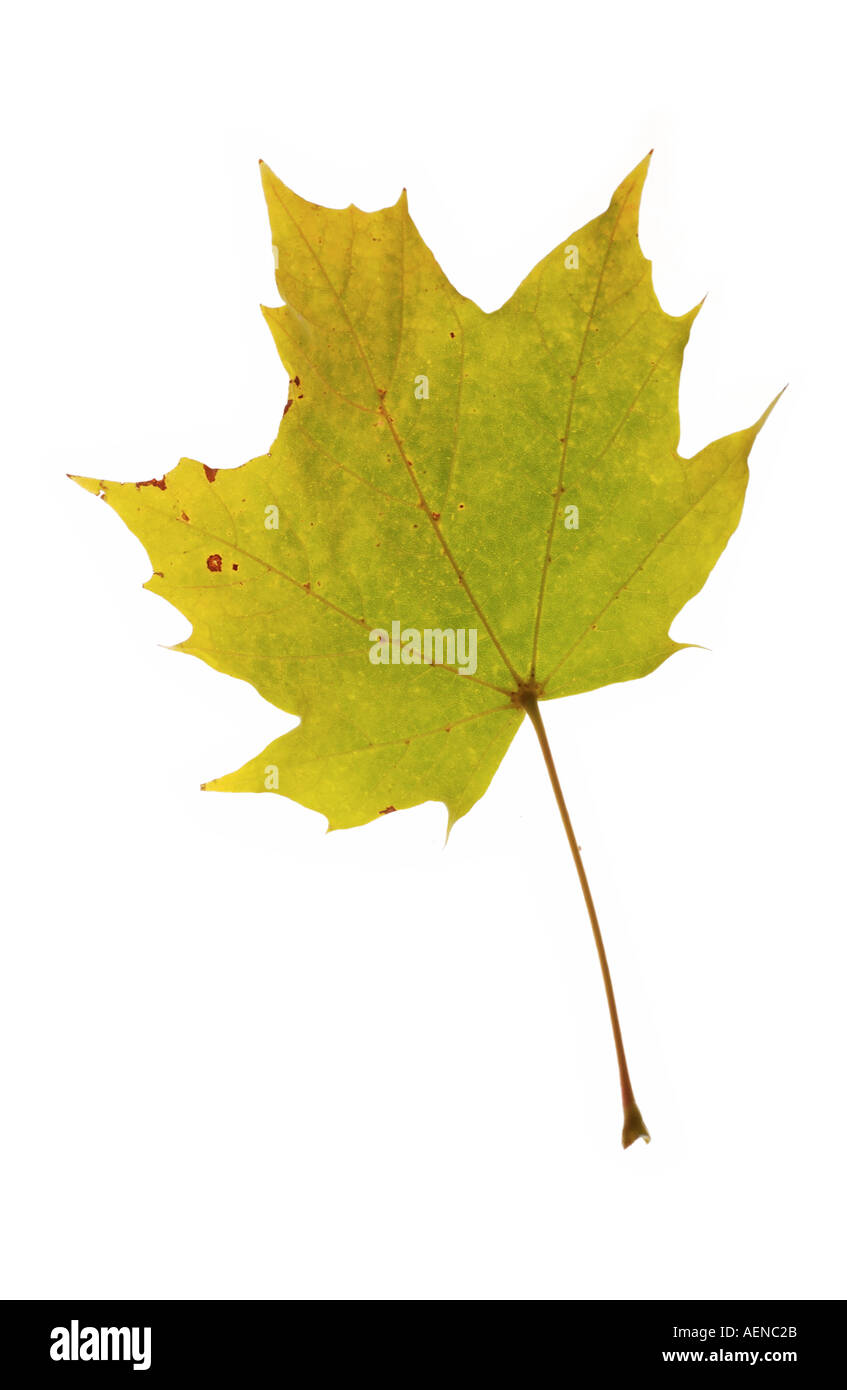 Green and Yellow Leaf Stock Photo