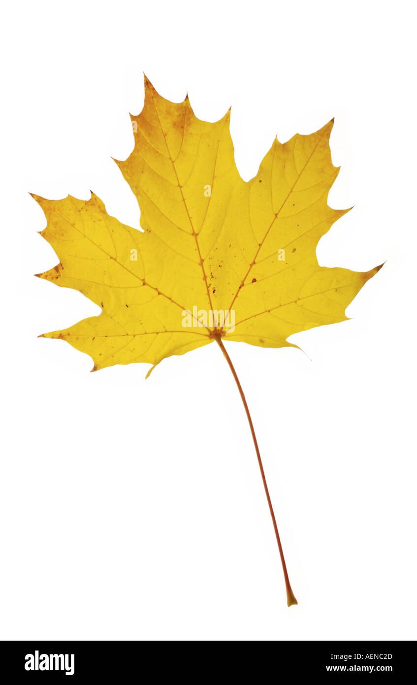 Yellow Leaf Stock Photo