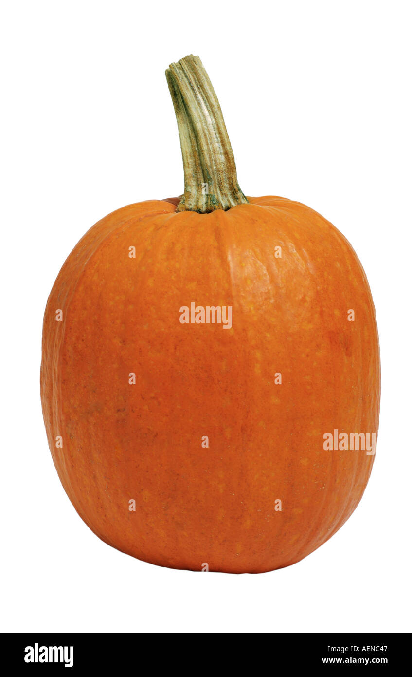 pumpkin on white background Stock Photo