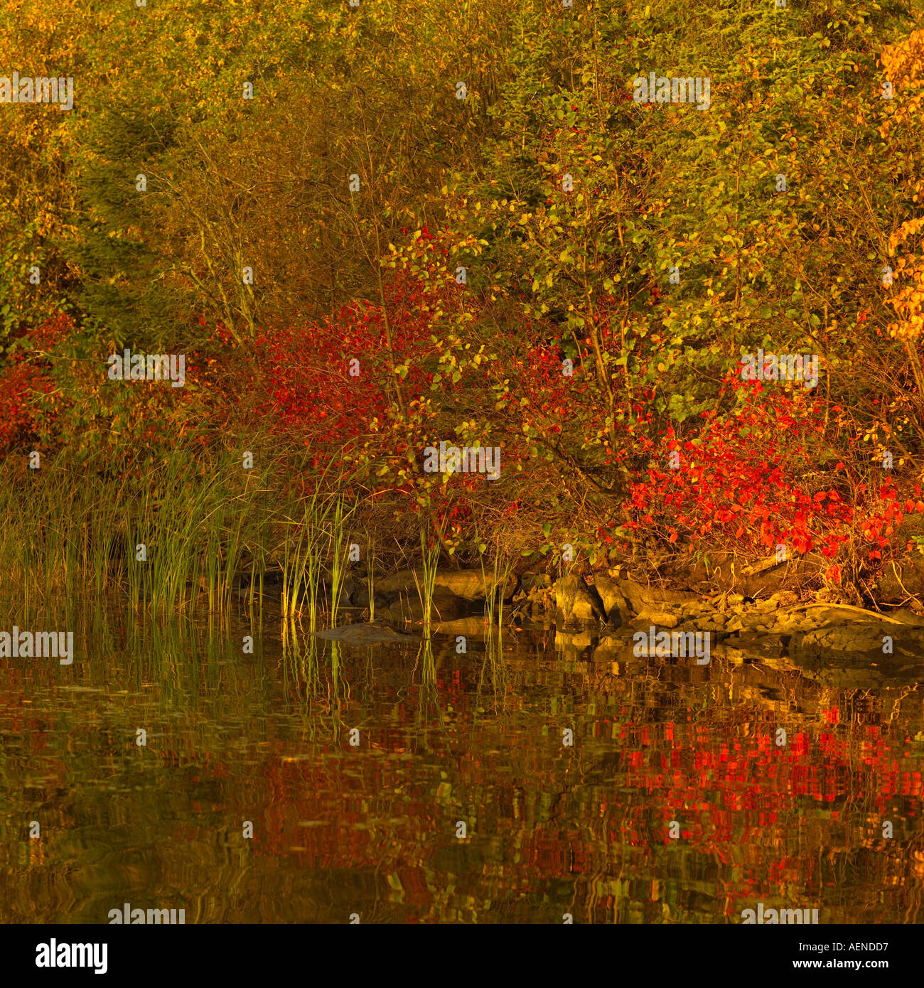 Lake Autumn Colors Stock Photo - Alamy