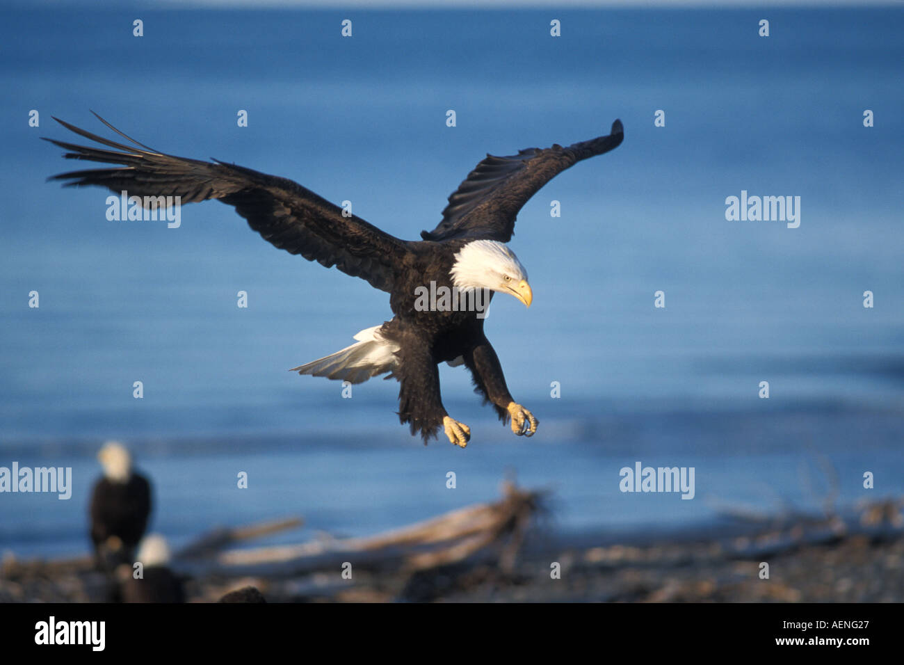 bald eagles Haliaeetus leuccocephalus threatened landing on a beach in Katchemack Bay Alaska Stock Photo