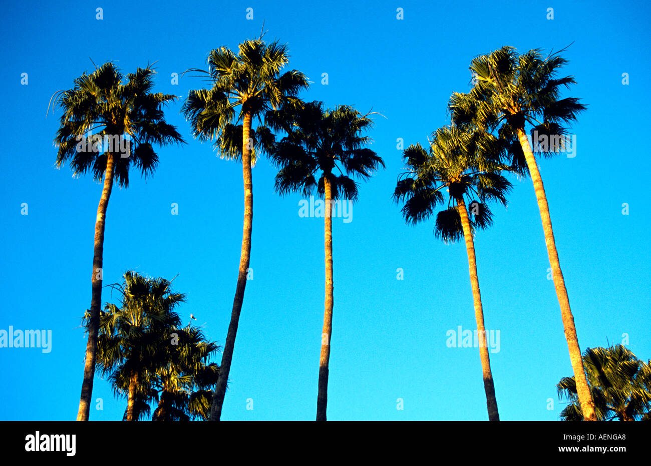 Washingtonia robusta palm trees hires stock photography and images Alamy