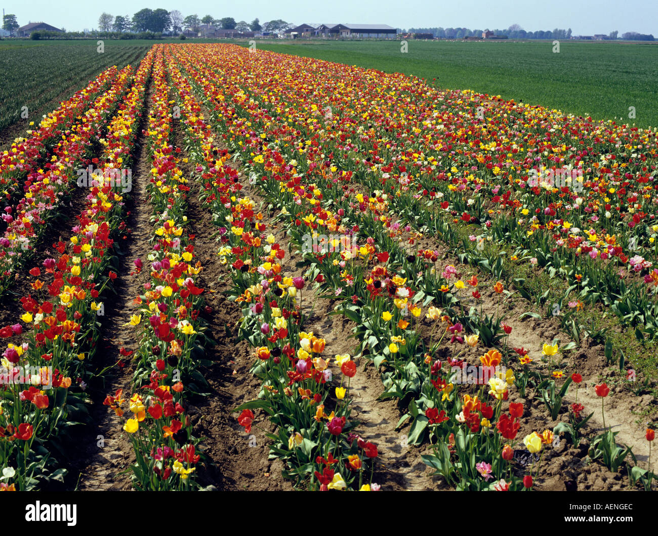 Fields of tulips on the flatlands near Spalding Lincolnshire Stock Photo