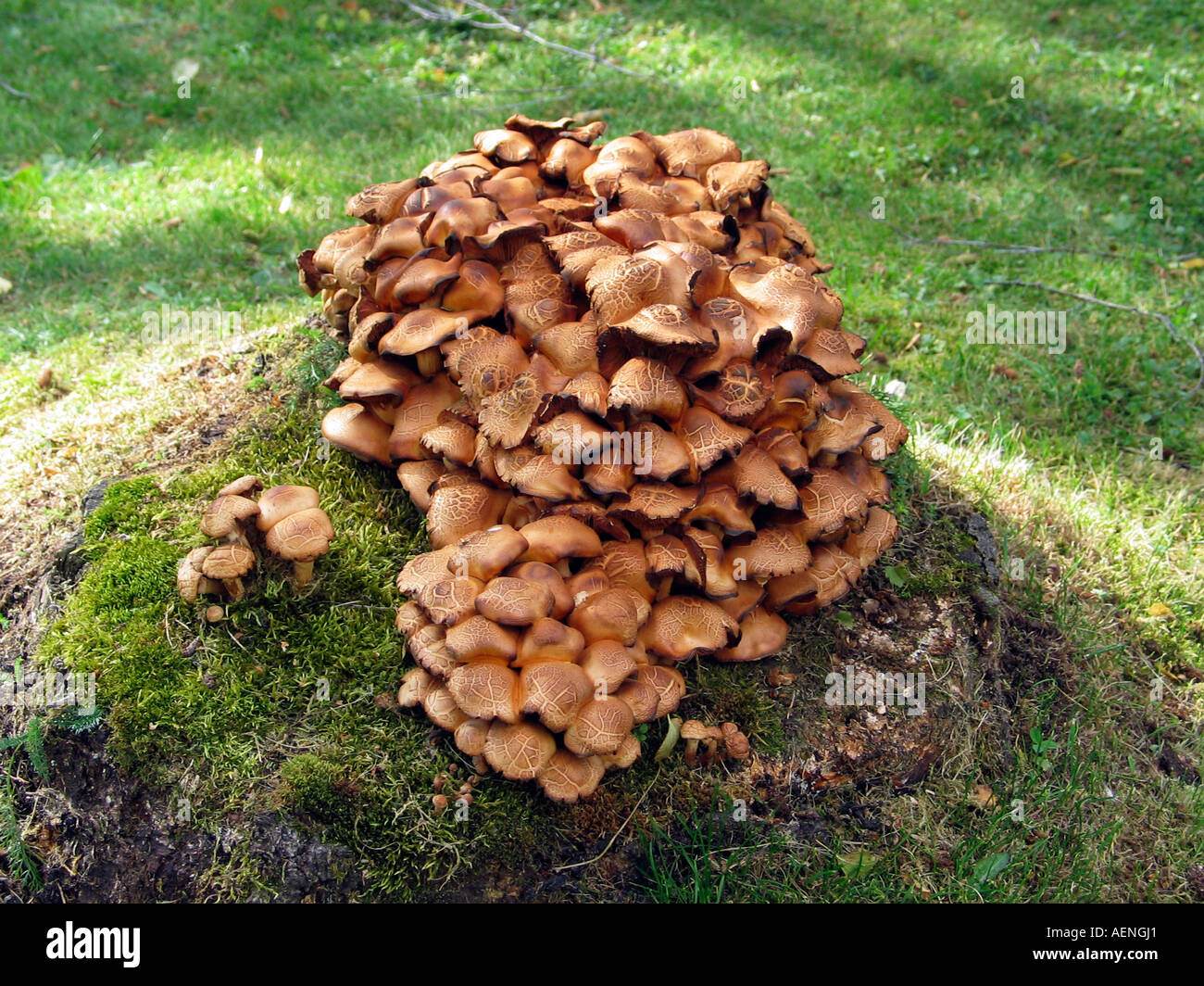 Sunlight streaking over a group of brown and yellow colored fungus on a