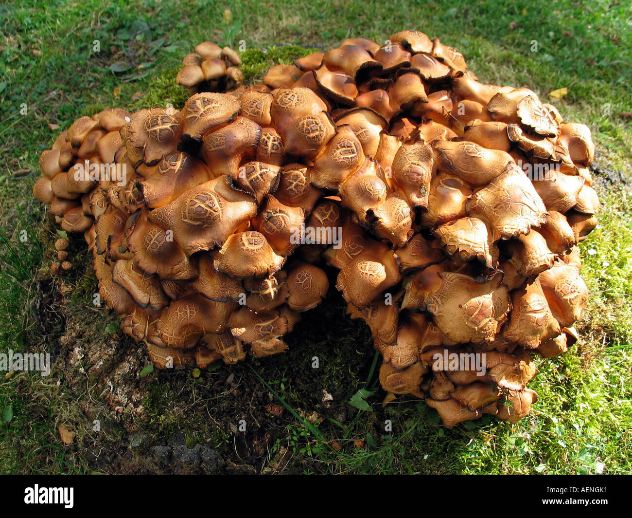 Sunlight streaking over a group of brown and yellow colored fungus on a tree stump, Lom, Norway Stock Photo