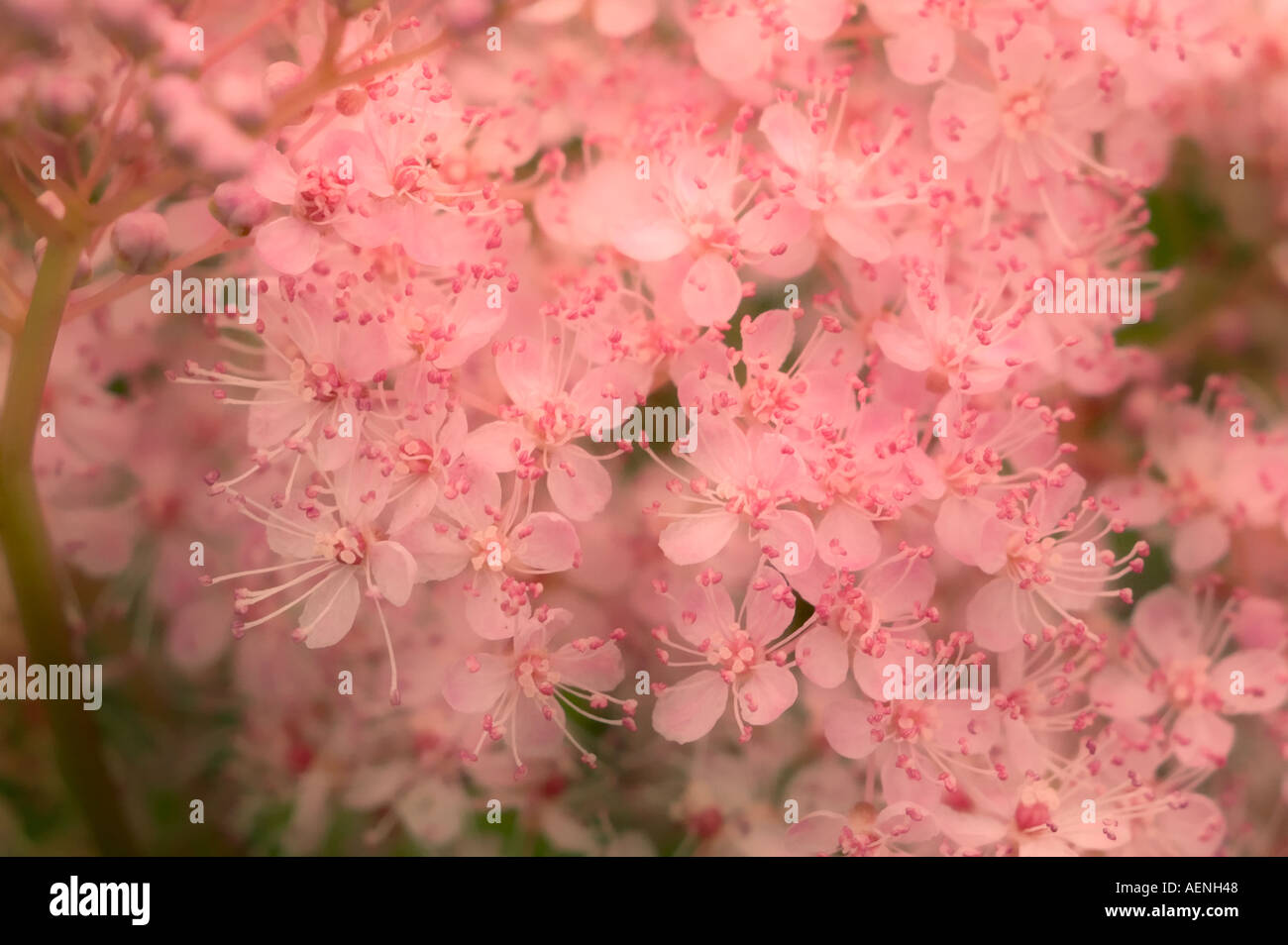 Filipendula Stock Photo