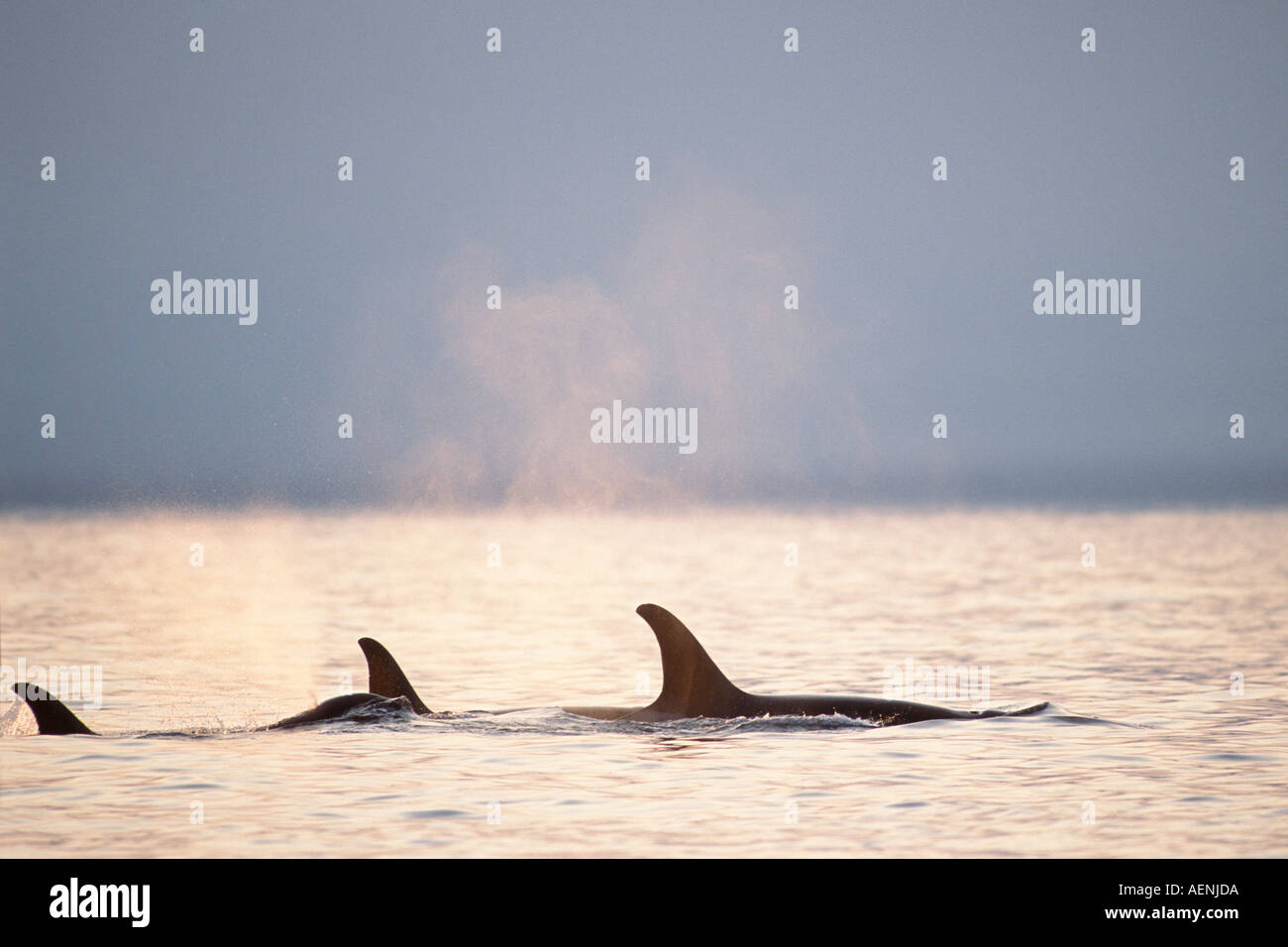 killer whale Orcinus orca pod in Kenai Fjords National Park Chiswell Islands National Marine Sanctuary southcentral Alaska Stock Photo