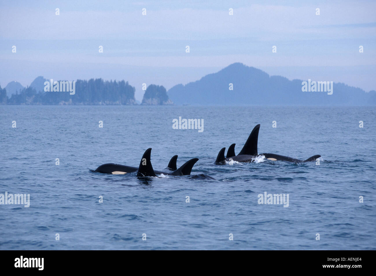 killer whale Orcinus orca pod in Kenai Fjords National Park and ...