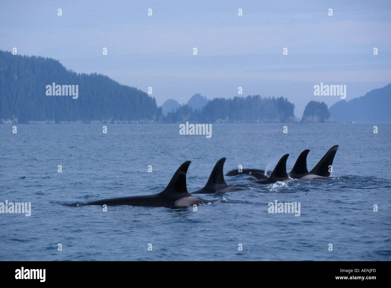 killer-whale-orcinus-orca-pod-in-kenai-fjords-national-park-and