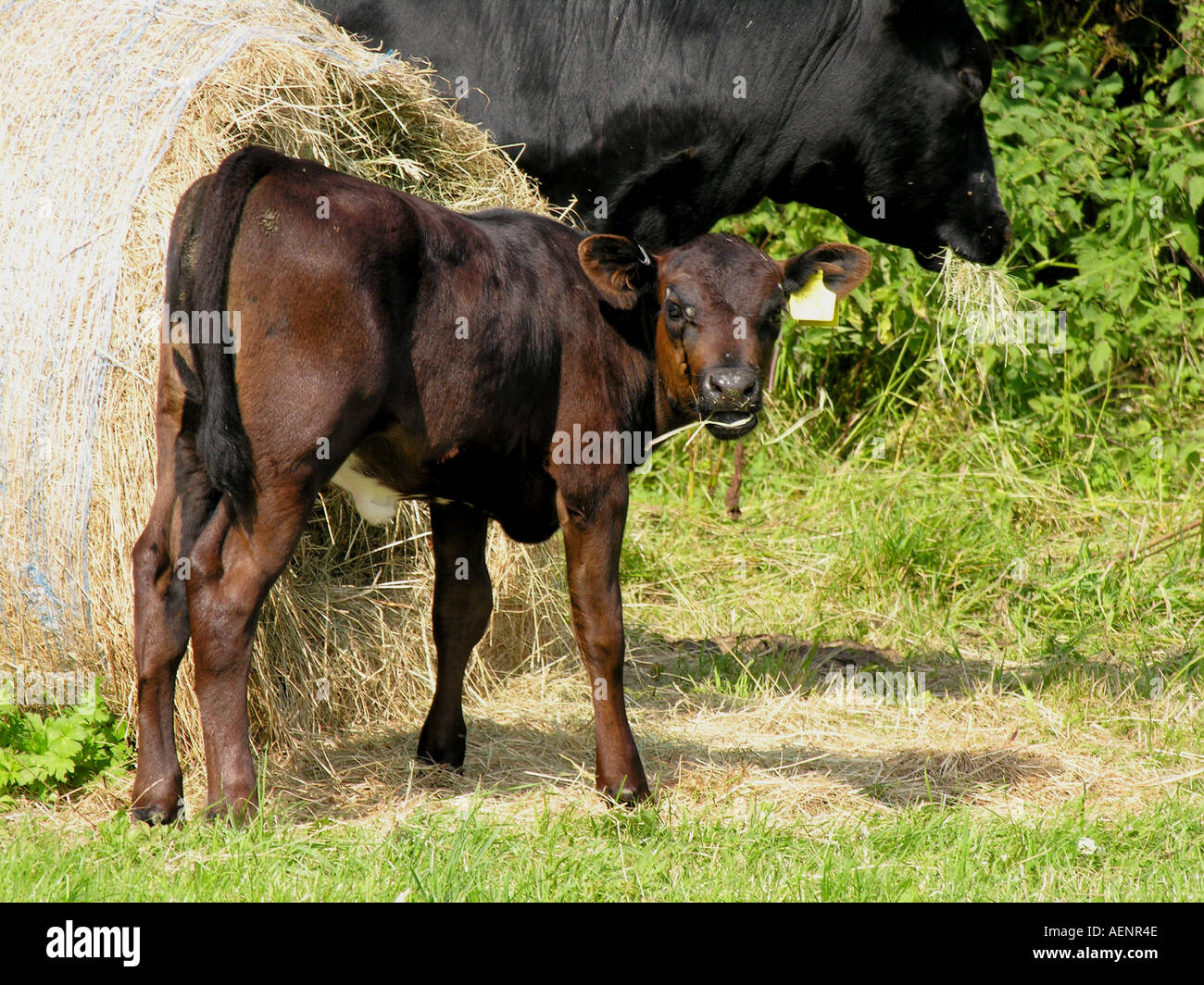 Calf hey hires stock photography and images Alamy