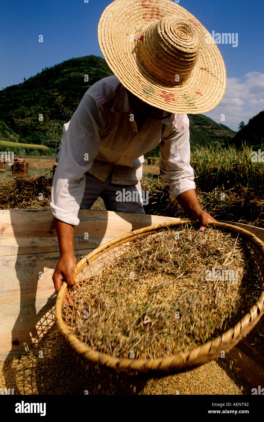 Rice winnowing china hi-res stock photography and images - Alamy