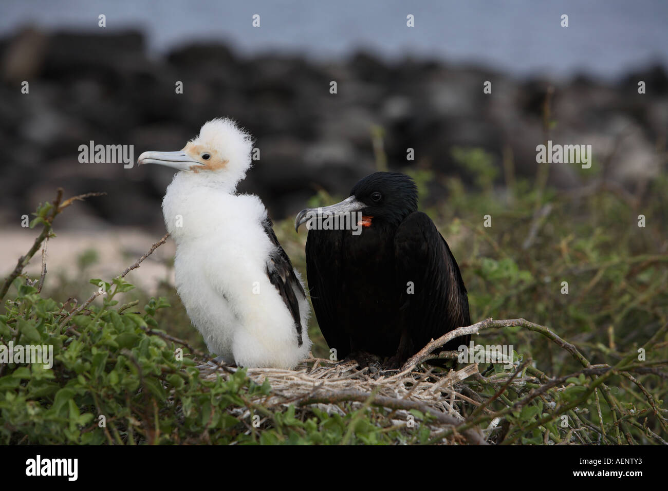 Great frigate bird parent on nest with nestling chick, North Seymour Island, Galapagos, Ecuador, South America Stock Photo