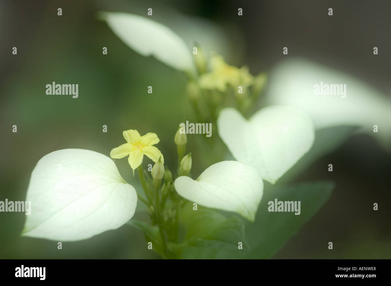 Mussaenda philippica Stock Photo