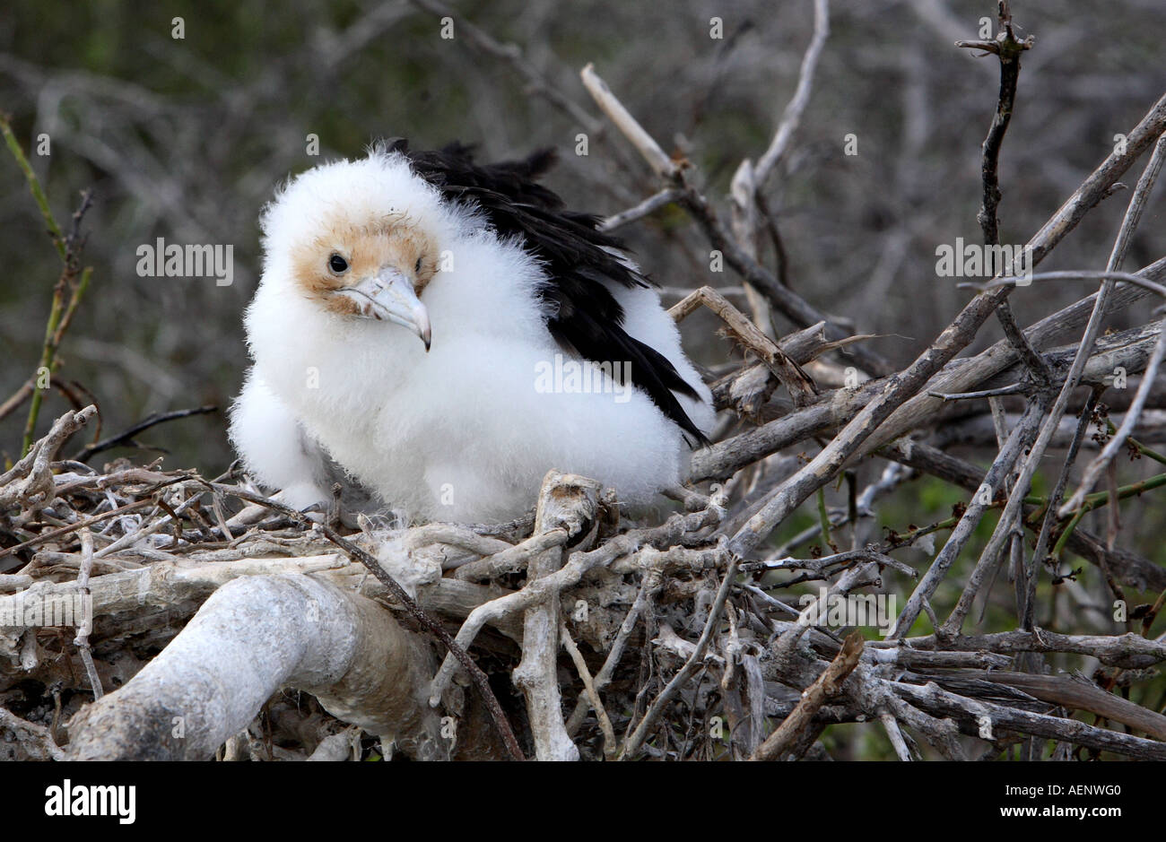 Baby frigate bird nestling chick on nest , North Seymour Island, Galapagos, Ecuador, South America Stock Photo
