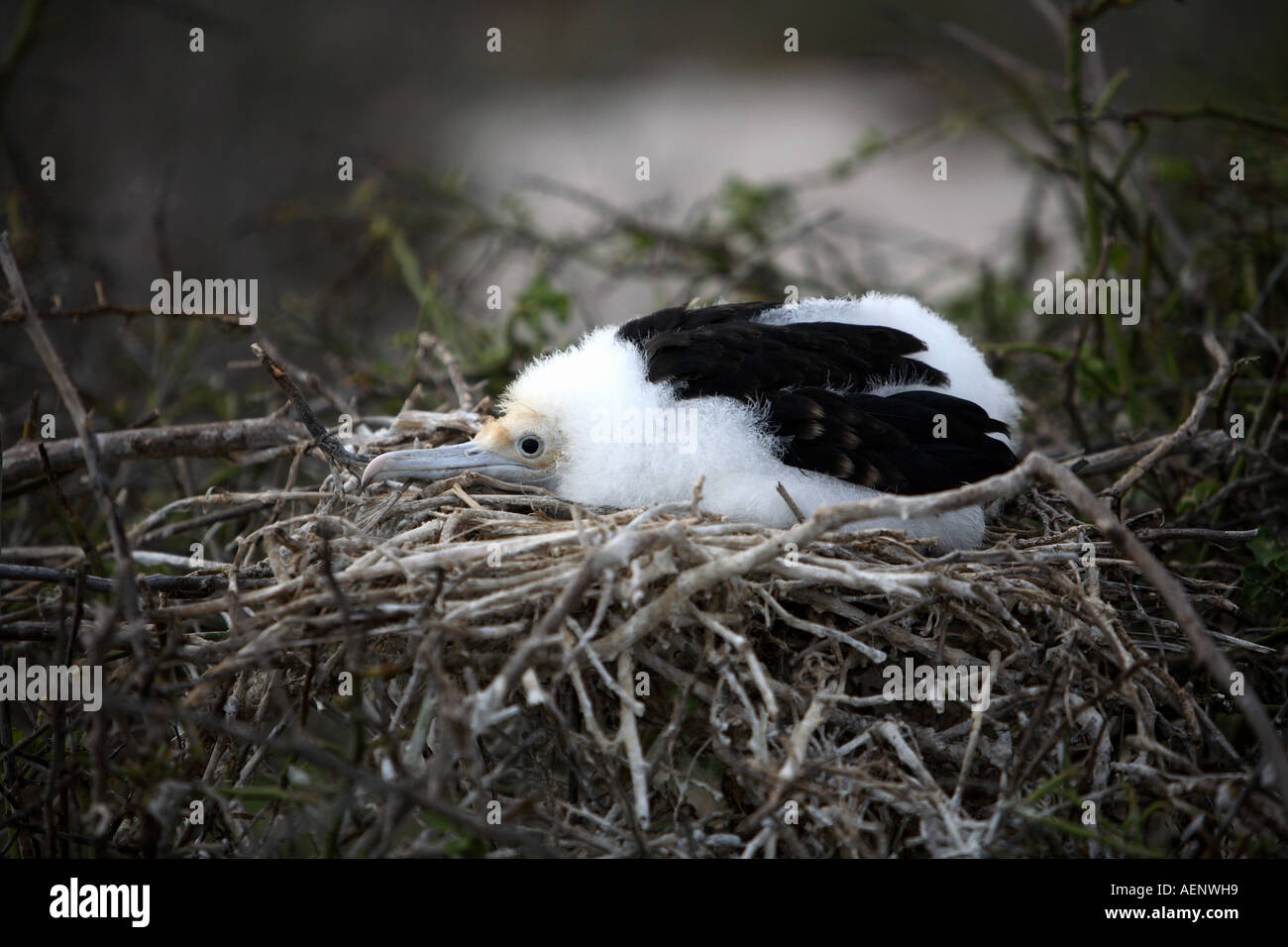 Baby frigate bird nestling chick on nest, North Seymour Island, Galapagos, Ecuador, South America Stock Photo