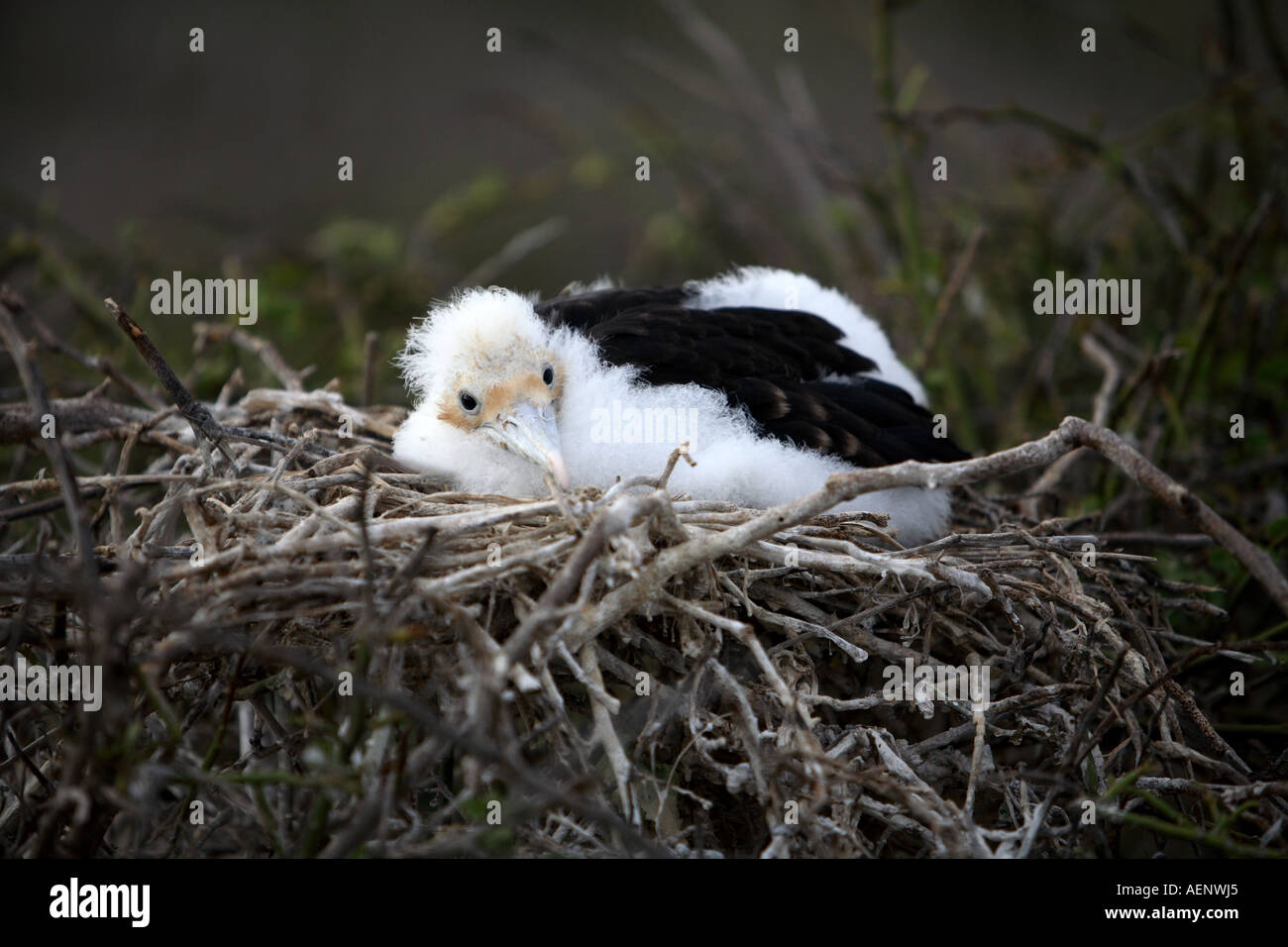 Frigate bird nestling chick waiting on nest, North Seymour Island, Galapagos, Ecuador, South America Stock Photo