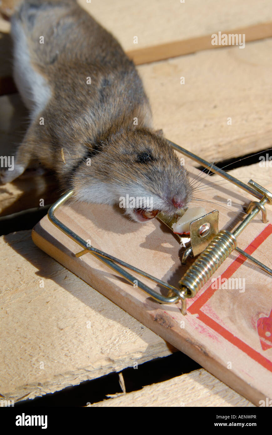 Caught in a rat trap hires stock photography and images Alamy