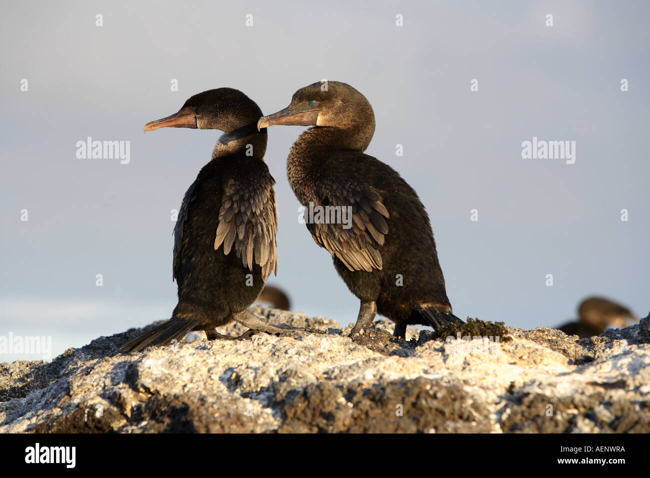 Flightless cormorant colony, Albermarle, rarely visited area of Isabela