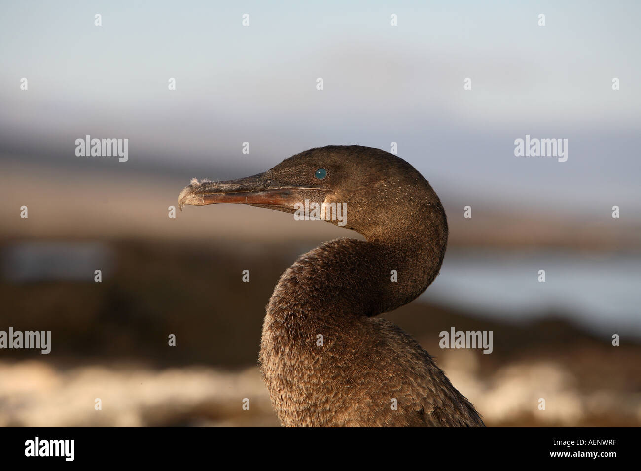 Flightless cormorant colony, Albermarle, rarely visited area of Isabela
